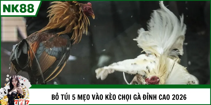 Bỏ túi 5 mẹo vào kèo chọi gà đỉnh cao 2026