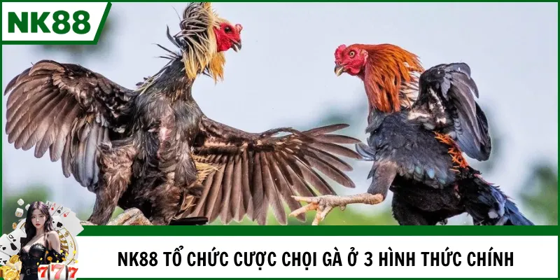 NK88 tổ chức cược chọi gà ở 3 hình thức chính
